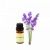 Lavender Essential Oil for sale