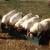 Full blood ABGA Boer goats and Sheep