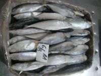 Indian Mackerel