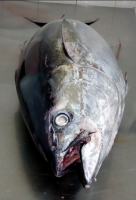 Yellow Fin Tuna Fish