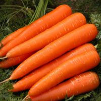 Fresh Carrots