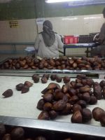 Snake Fruit, Salacca, Salak