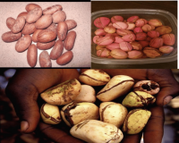 Kola nut