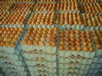 Premium quality fresh table eggs