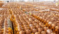 Chicken Egg/Farm Fresh Chicken Table Eggs/Fresh Table Chicken Eggs supplier