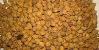 Chick peas, Shewa Type