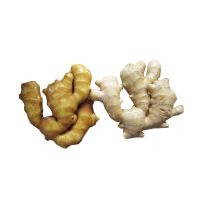 High quality of new crop Fresh ginger air dry or dried ginger root market price for organic Ginger export