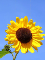 Sunflower Olie