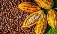 Raw Cocoa Bean