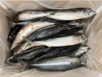 Frozen Fresh Mackerel Fish From Sea