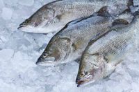 FROZEN FISH