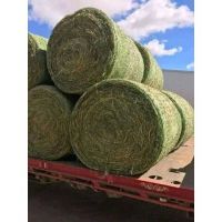 Alfalfa Hay For Export