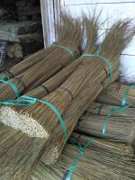 palm ekel brooms