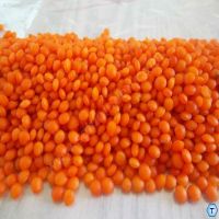 Fresh-Red Lentil 