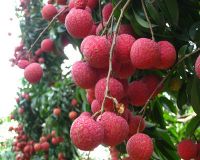 PREMIUM QUALITY Chinese Fresh Lichee Fruit For Export(GRADE A)