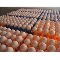 CHICKEN TABLE EGGS FERTILE/ HATCHING CHICKEN EGG IN BULK