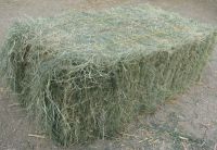 Cheap Top Quality Alfafa Hay for Animal Feeding Stuff Alfalfa ,hay/Timothy hay