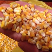 Non GMO Yellow Maize/Corn
