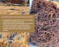Sea moss/ Irish Moss/ Eucheuma Cottonni