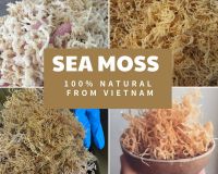 Sea moss/ Irish Moss/ Eucheuma Cottonni