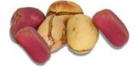 Dried Kola Nuts