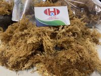 Dried Sea Moss with high quality and a reasonable price, dired sea food