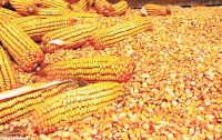 Yellow Maize