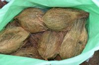 Indian Fresh Coconuts