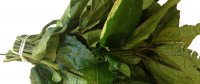 Ugu leaff