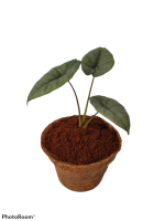 Coir Pot