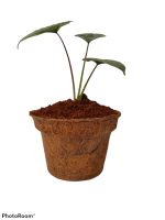 Coir Pot