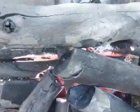 Olive wood charcoal