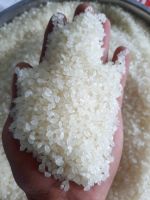 JAPONICA RICE