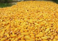 YELLOW CORN