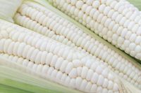 WHITE Maize