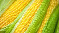 Yellow Corn