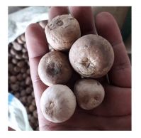 Whole Betel Nut competitive price