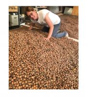 Original High Quality Hazelnuts Suppliers Hazelnut Kernels/hazelnut In Shell/ Organic Hazelnut Roasted 