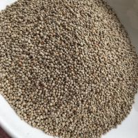 High Quality Perilla Seeds For Sale