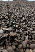 palm kernel shell