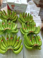 banana supplier