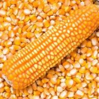 DRY YELLOW CORN