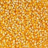 Dry Yellow Maize