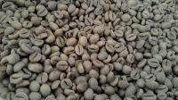 Arabica Ijen Coffee Bean