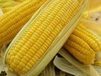 corn