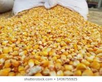 Dried Yellow corn