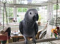 Talking African grey Parrot...