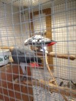 african grey parrots for sa...