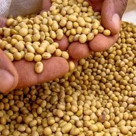 Non Gmo Soybeans / Soya Beans, Soy bean Seeds and Soya bean Seeds