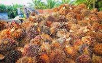 Palm Oil